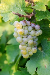 Grape vine (Vitis vinifera)