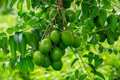 Hog plums (Spondias Mombin)