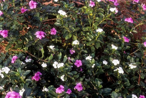 Catharanthus roseus