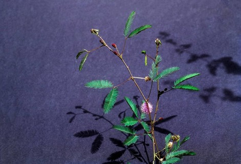 linn : sensitive (Mimosa pudica) plant. lajjavanti