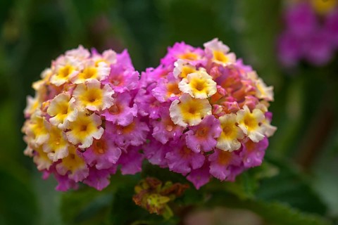 Spanish Flag (Lantana camara)