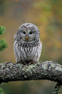 Ural owl (Strix uralensis)