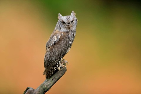 European scops owl (Otus scops)