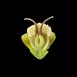 Barnhaven hybrid (Helleborus x hybridus)