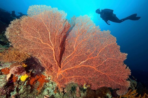 Giant Sea Fan (Annella mollis)