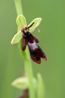 Fly orchid (Ophrys insectifera)