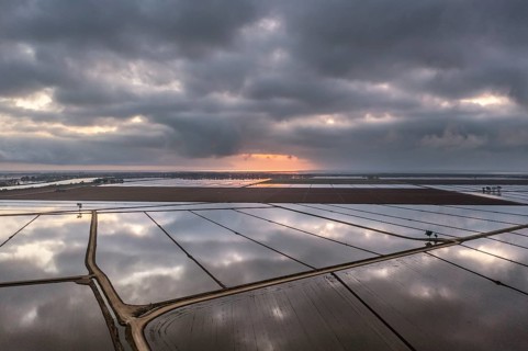 Flooded rice fields in May at daybreak
