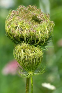 Seed stand of the wild Wild carrot (Daucus carota subsp. carota)