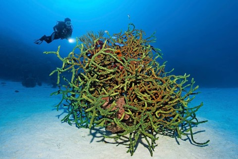 Diver looking at green finger sponge (Lotrochota birotulata) with colonies of golden zoanthid (Parazoanthus swiftii) over sandy bottom