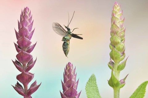 Thick legged flower beetle (Oedemera nobilis) in flight on buds of Meadow Clary (Salvia pratensis)