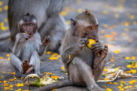 Young Crab eating macaque (Macaca fascicularis) or Javanese monkey