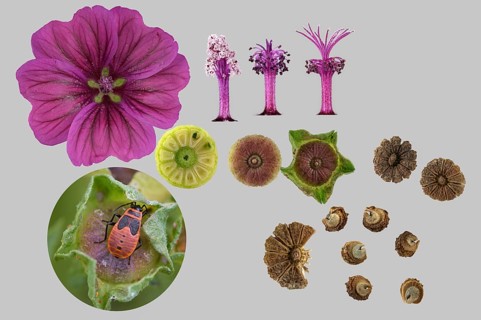 Moroccan wild mallow (Malva sylvestris subsp. subacaulis)