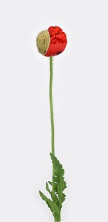 Poppy flowers (Papaver rhoeas)