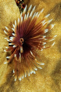 Indo-Pacific Indian Feather Duster Worm (Sabellastarte spectabilis)