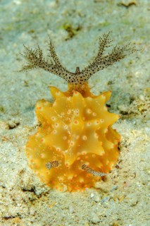 Frontal view of marine nudibranch (Halgerda malesso) with gill apparatus extended