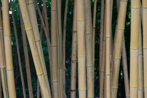 Bamboo (Phyllostachis) Bad Fuessing