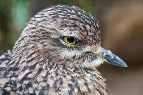 Spotted Thick knee (Burhinus capensis)