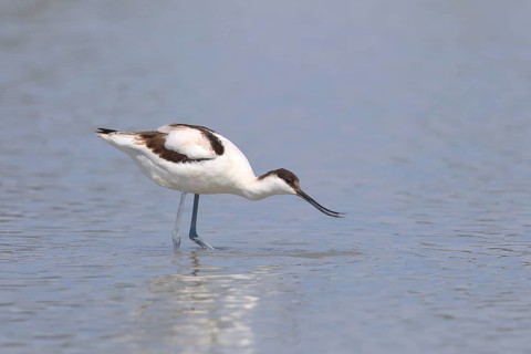 Black capped avocet (Recurvirostra avosetta)