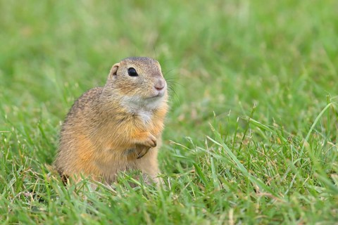 European ground squirrel (Spermophilus citellus)