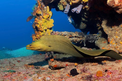 Green moray (Gymnothorax funebris) swimming through shipwreck