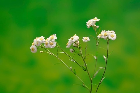 Fine leaved water dropwort (Oenanthe aquatica)