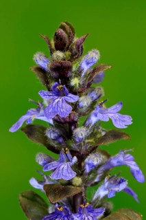 Blue bugle (Ajuga reptans)