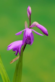 Chinese ground orchid (Bletilla striata)