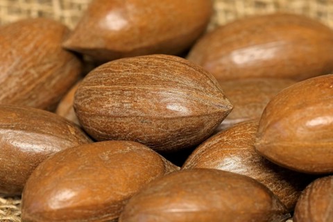 Pecan (Carya illinoinensis)