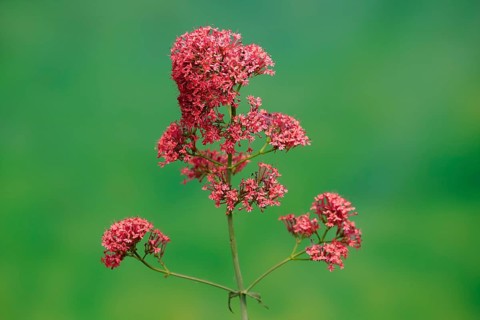 Red valerian (Centranthus ruber)