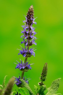 Woodland sage (Salvia nemorosa)