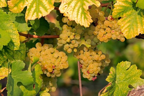 Grape vine (Vitis vinifera)
