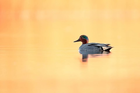 Eurasian Teal (Anas crecca)
