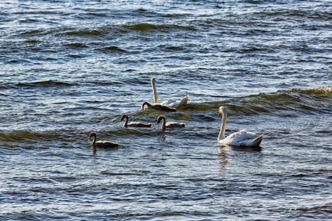Two Mute swans (Cygnus olor) with young birds