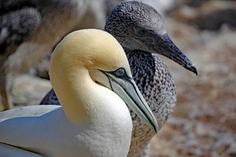 Northern gannet (Morus bassanus) with young bird
