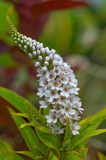Gooseneck loosestrife (Lysimachia clethroides)