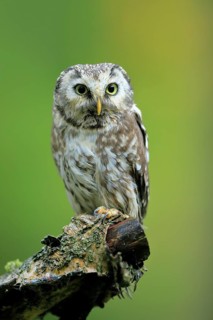 Tengmalm's owl (Aegolius funereus)