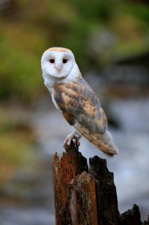 Common barn owl (Tyto alba)