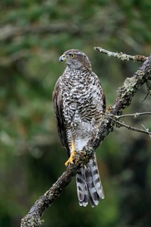 Northern goshawk (Accipiter gentilis)
