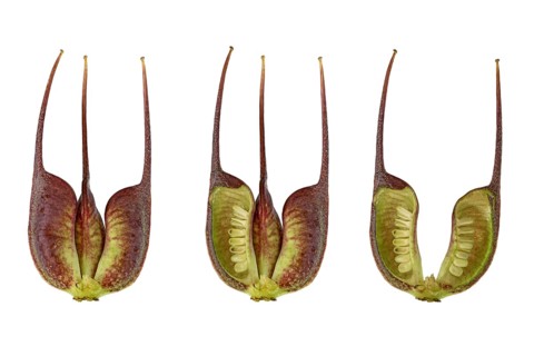 Barnhaven hybrid (Helleborus x hybridus)