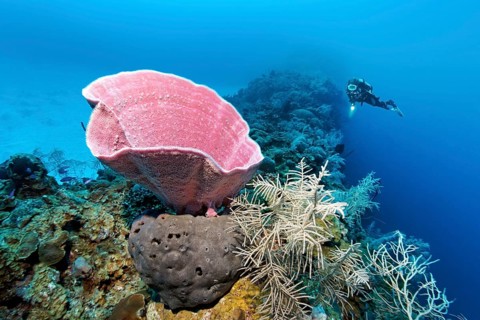 Pink vase sponge (Niphates digitalis)