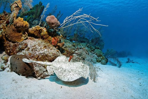 Atlantic torpedo (Torpedo nobiliana)
