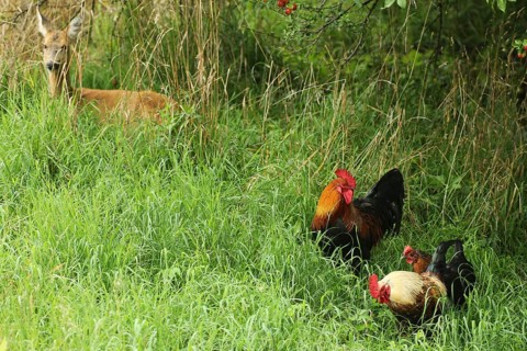 Domestic Chickens (Gallus gallus domesticus) Organic