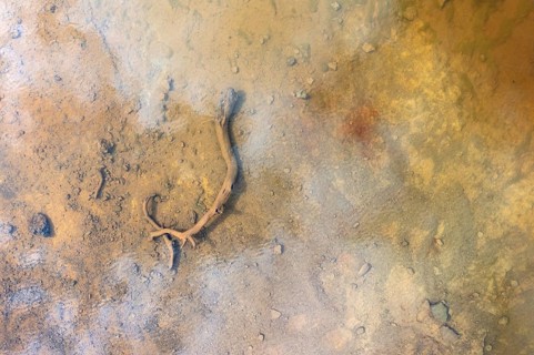 Pool in the extremely mineral-rich area of the Rio Tinto mines