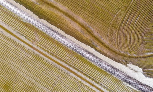 Detail of a flooded rice field in May