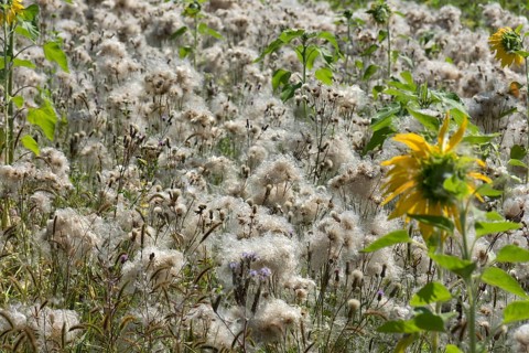Field with faded creeping thistles (Cirsium arvense) Bavaria