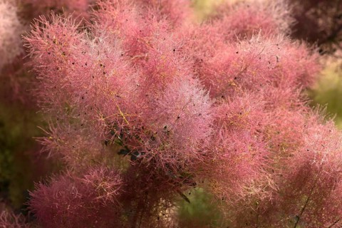 Flowering wig shrub (Cotinus coggygria)