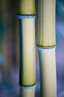 Bamboo (Phyllostachis) Bad Fuessing