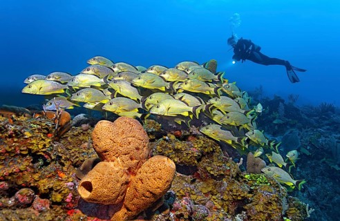 In front Brown tube sponge (Agelas conifera)