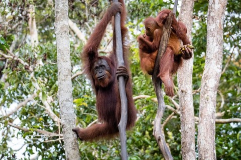 Bornean orangutan (Pongo pygmaeus)