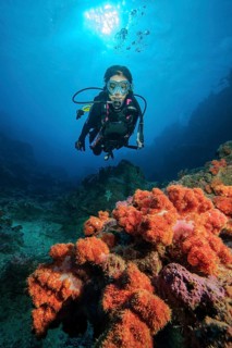 Diver looking at Soft corals (Alcyonacea) at the bottom of current channel